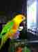 Conure