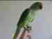 Alexandrine