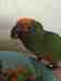 Conure