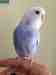 Budgerigar