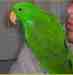 Eclectus