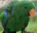 Eclectus