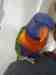 Lory / Lorikeet