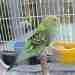 Budgerigar