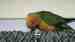 Conure