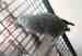 African Grey