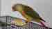 Conure