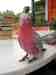 Galah Cockatoo