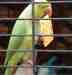 Indian Ringneck Parakeet