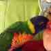 Lory / Lorikeet