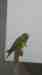 Conure