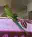 Indian Ringneck Parakeet