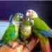 Conure