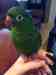 Conure