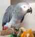 African Grey