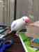 Parakeet