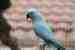 Indian Ringneck Parakeet