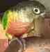 Conure