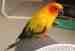 Conure