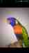 Lory / Lorikeet