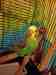 Budgerigar