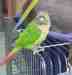 Conure