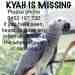 African Grey