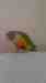 Conure