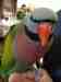 Mustached / Moustached Parakeet