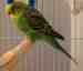 Parakeet