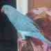 Indian Ringneck Parakeet