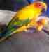 Conure