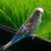 Budgerigar