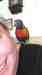 Lory / Lorikeet