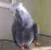 African Grey