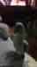 Indian Ringneck Parakeet