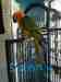 Conure