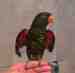 Lory / Lorikeet