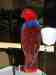 Eclectus