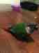 Conure