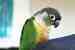 Conure