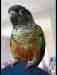 Conure