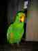 Eclectus