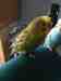 Budgerigar