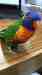 Lory / Lorikeet