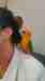 Conure