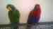 Eclectus