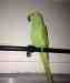 Indian Ringneck Parakeet