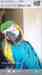 Macaw