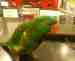 Lory / Lorikeet